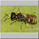 Ectemnius continuus - Grabwespe m03 9mm.jpg